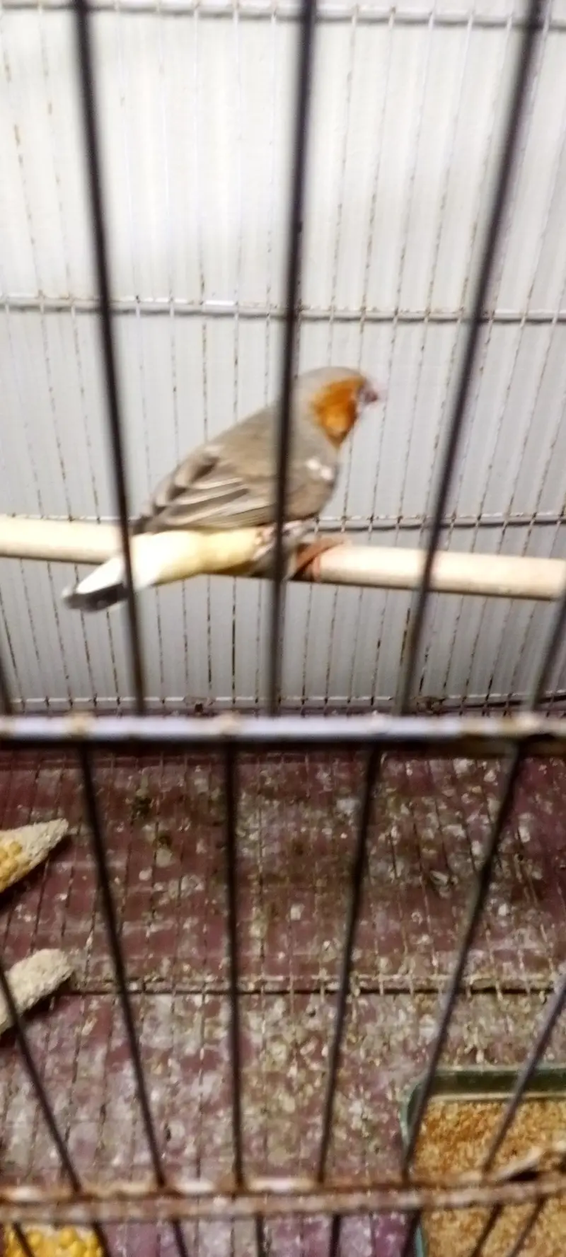 mution finches — photo 3
