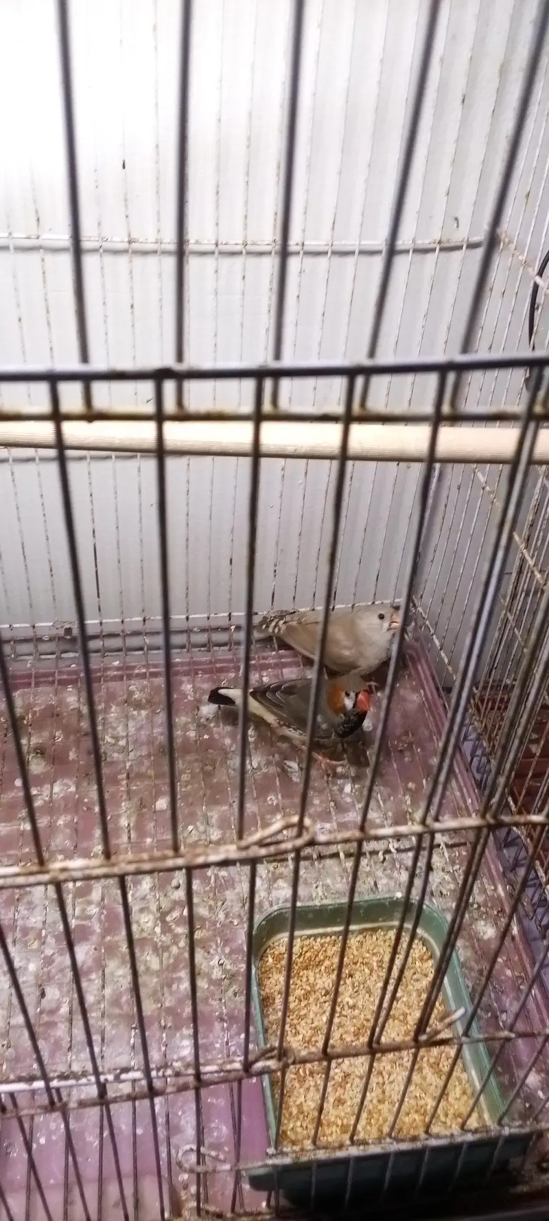 mution finches — photo 4