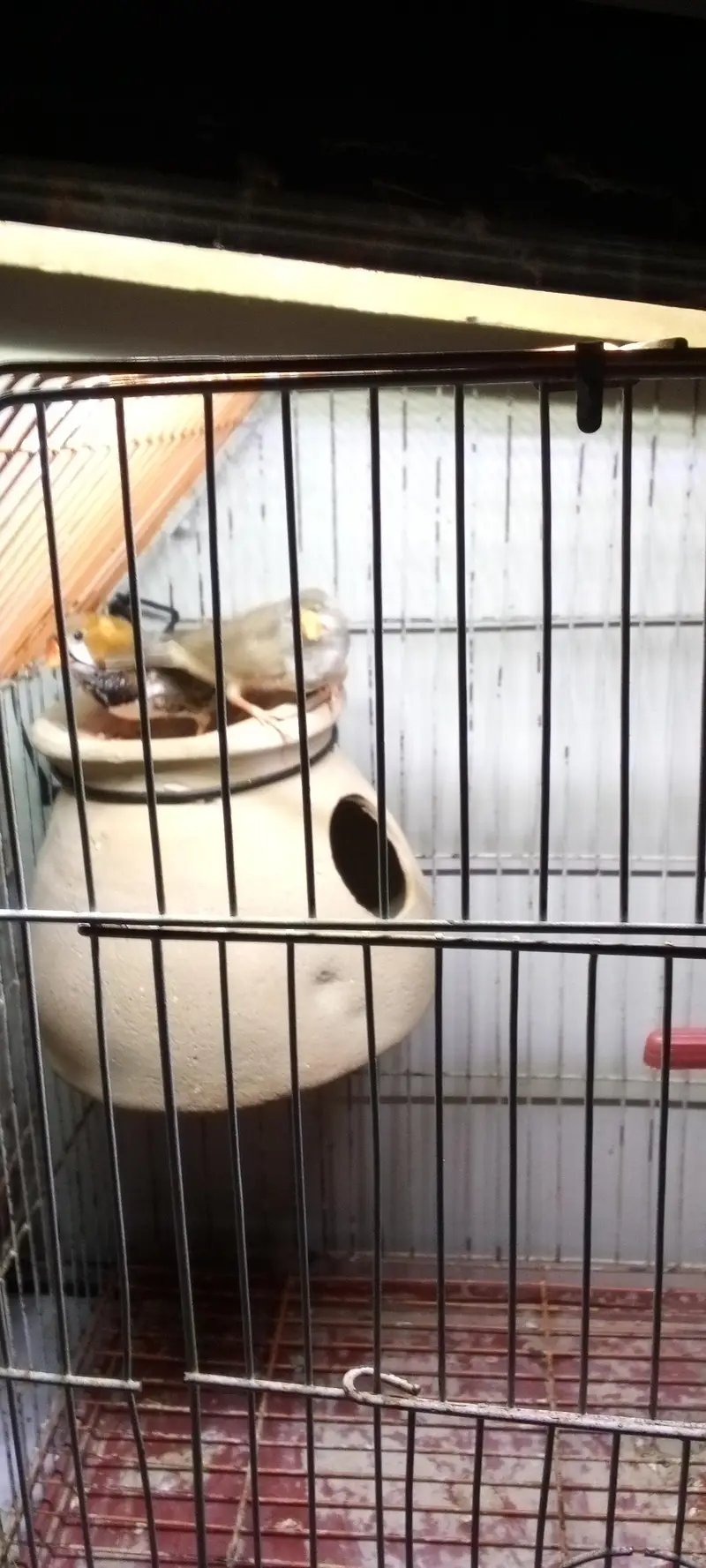 mution finches — photo 5