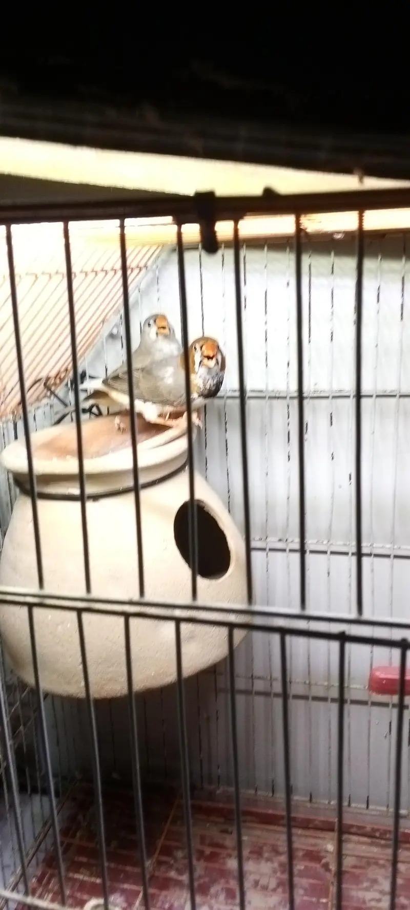 mution finches — photo 6