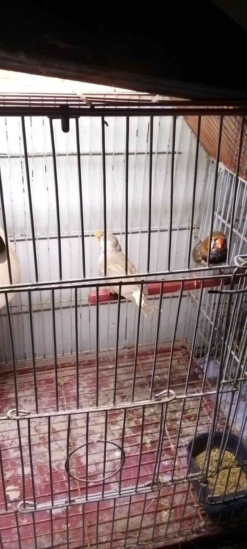mution finches — photo 7