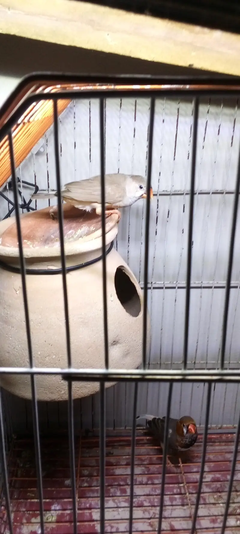 mution finches — photo 8