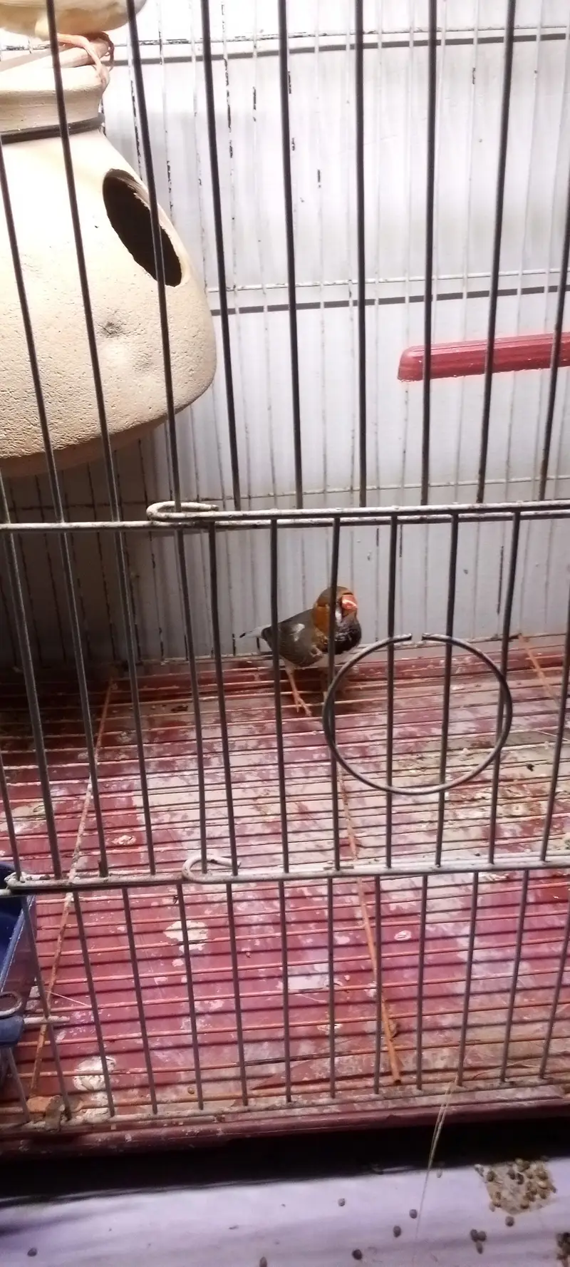 mution finches — photo 9