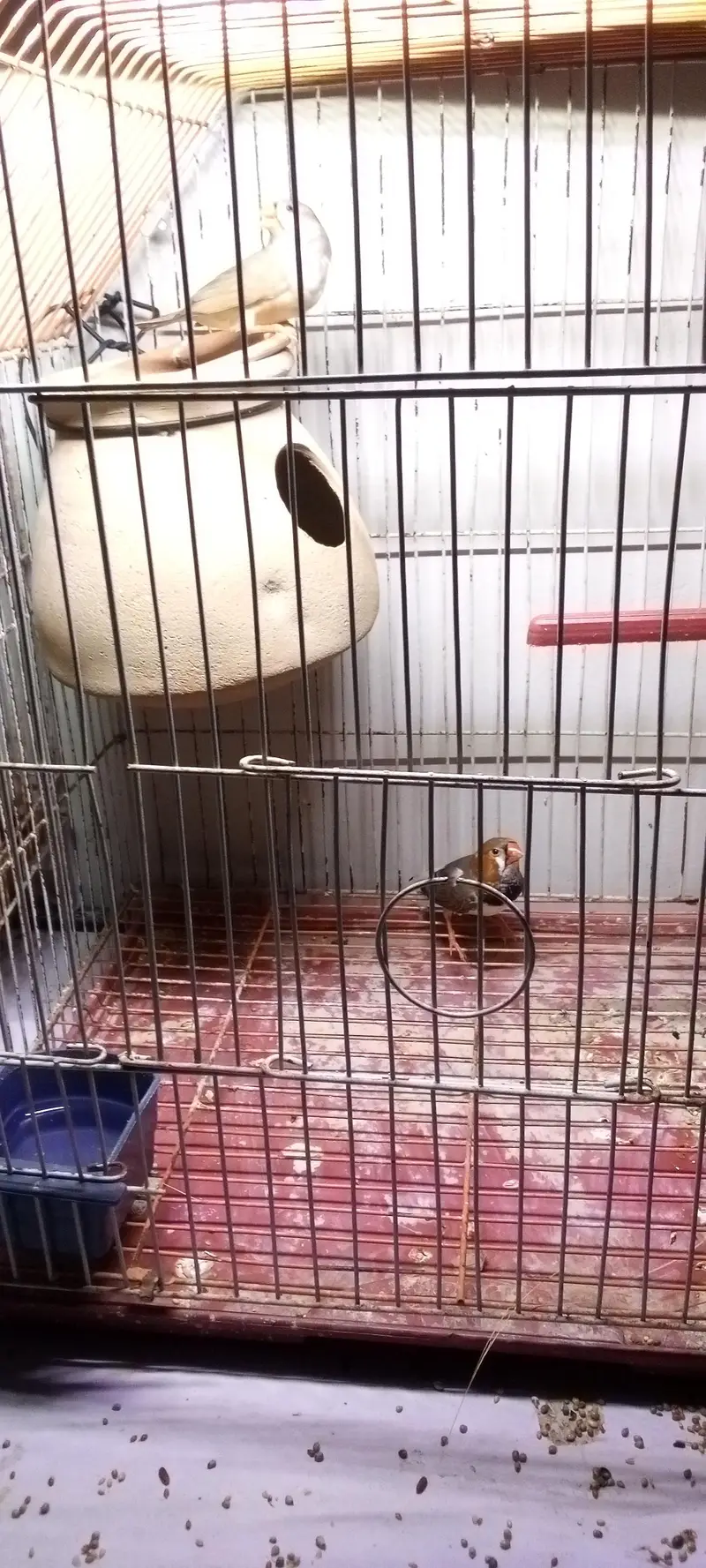 mution finches — photo 10