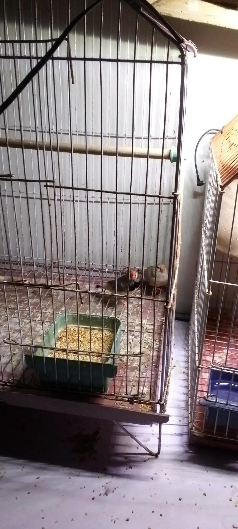 mution finches — photo 11