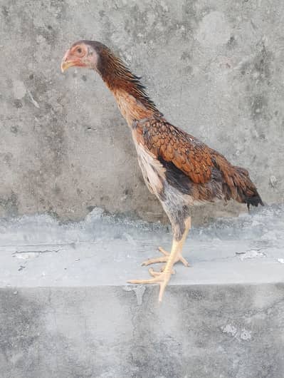 Aseel Female