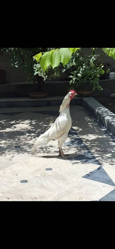 Heera Aseel Pair & Kurak Murgiyaan