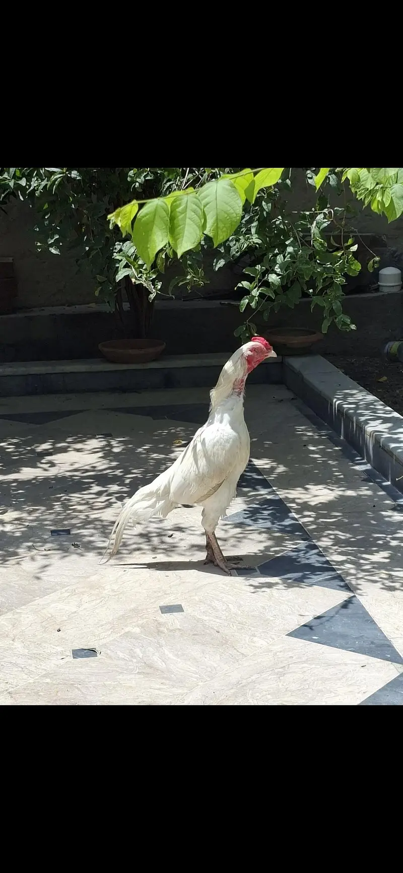 Heera Aseel Pair & Kurak Murgiyaan — photo 2