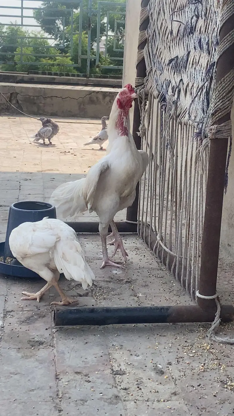 Heera Aseel Pair & Kurak Murgiyaan — photo 6