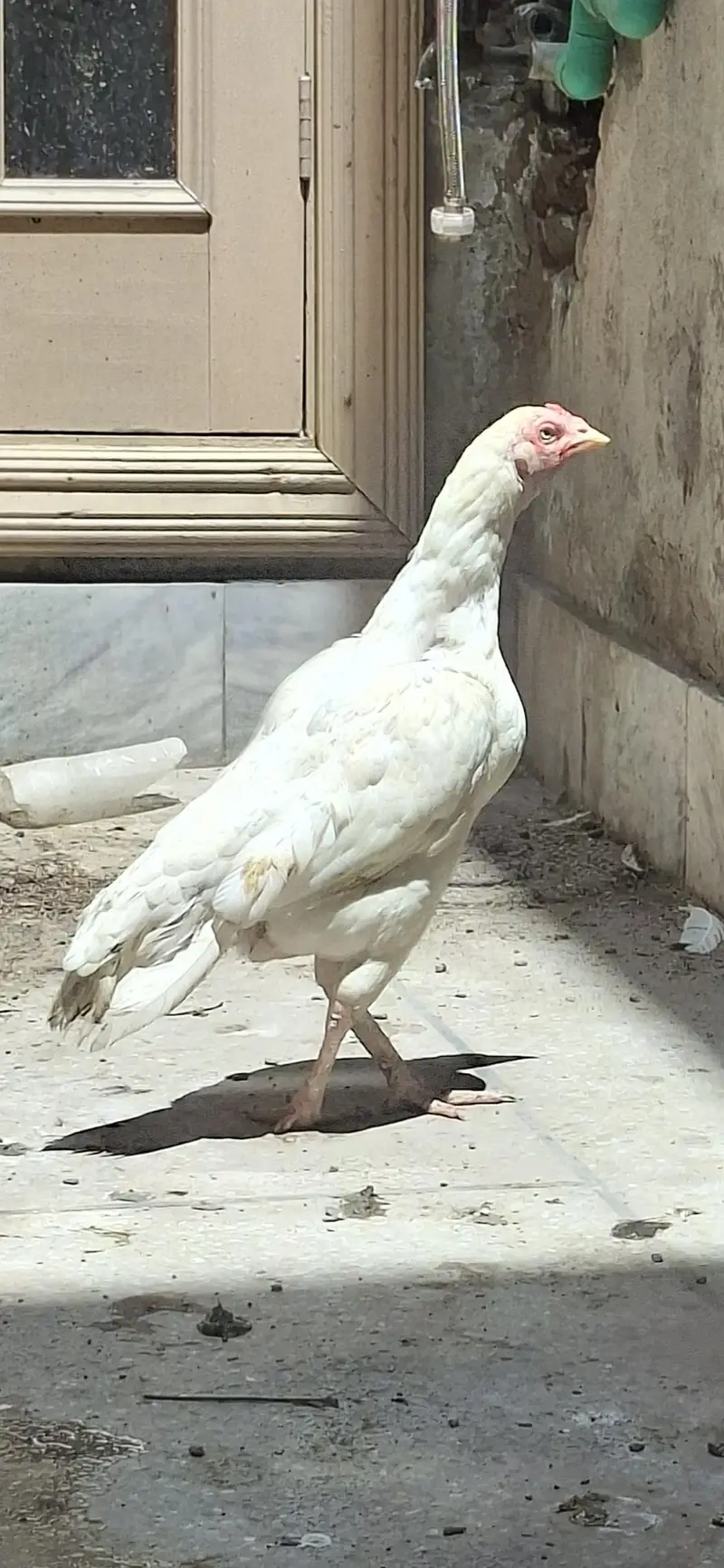 Heera Aseel Pair & Kurak Murgiyaan — photo 7