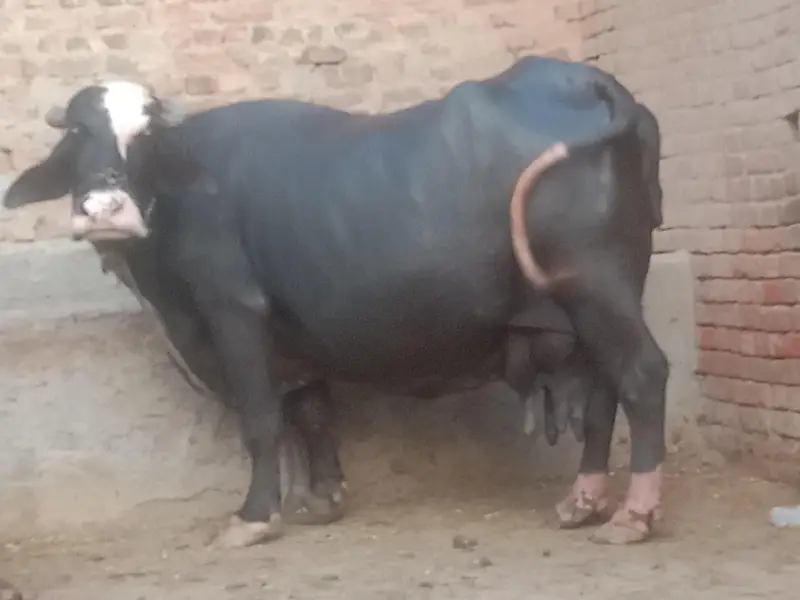watap no 03012832997 neli ravi sony ma 20 25 din rehty hain. — photo 2