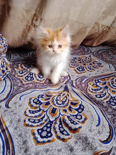 triple coated Persian female kitten