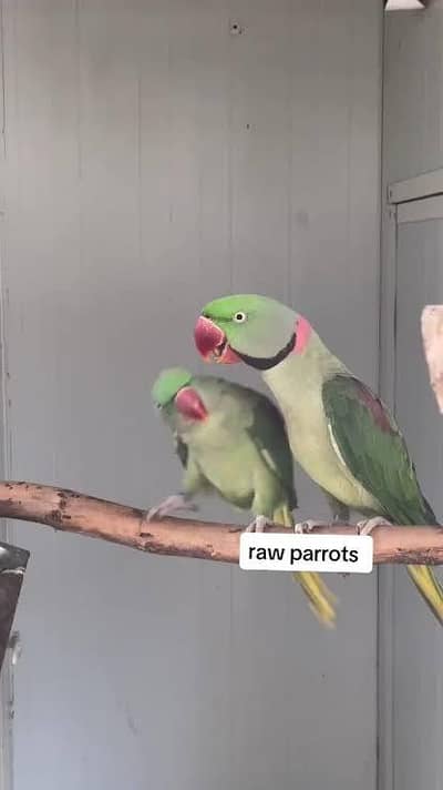 Raw breeder one pair