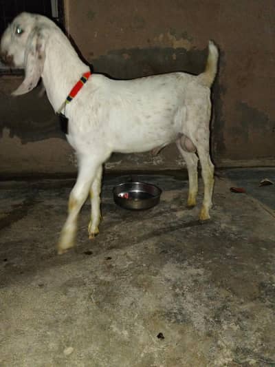 bakra tpra munda