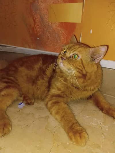 i have a cat and i wanted to give 3 cats to someone free an cost. .