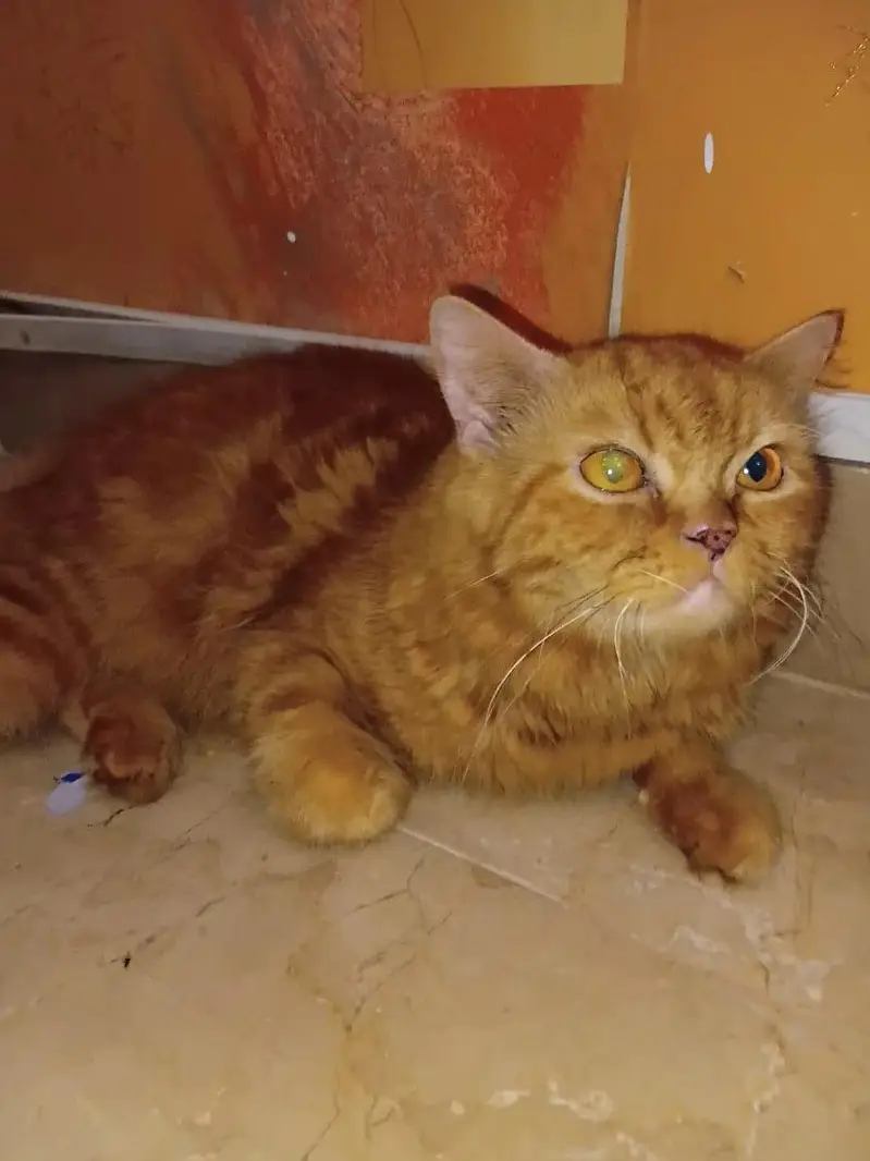 i have a cat and i wanted to give 3 cats to someone free an cost. . — photo 2