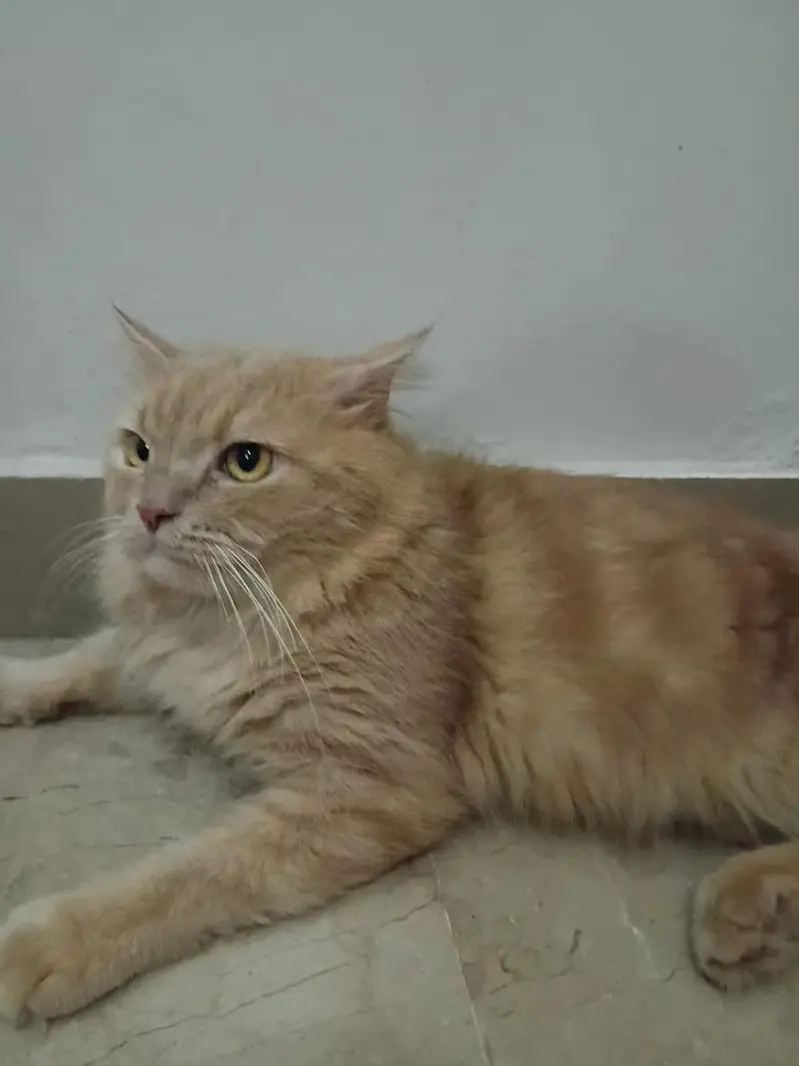 i have a cat and i wanted to give 3 cats to someone free an cost. . — photo 3