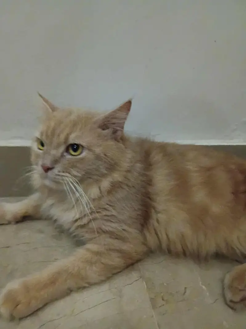 i have a cat and i wanted to give 3 cats to someone free an cost. . — photo 4