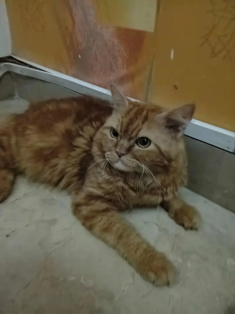i have a cat and i wanted to give 3 cats to someone free an cost. . — photo 5