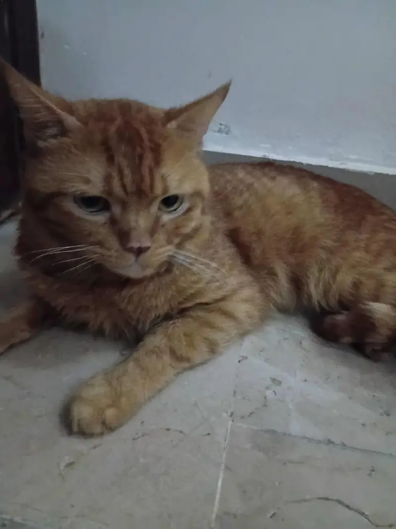 i have a cat and i wanted to give 3 cats to someone free an cost. . — photo 6