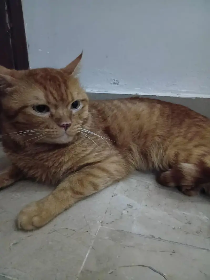 i have a cat and i wanted to give 3 cats to someone free an cost. . — photo 7