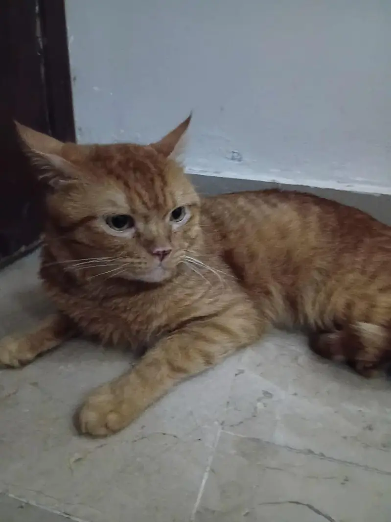 i have a cat and i wanted to give 3 cats to someone free an cost. . — photo 8