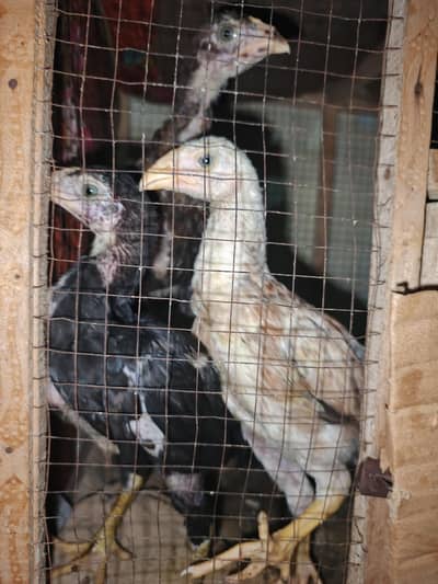 Pakistani Aseel trio 1 Male 2 Female full healthy active Urgent sale