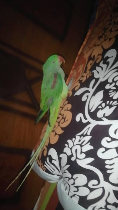 Raw,parrot bredr female
