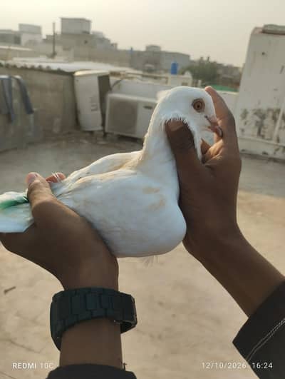 all pigeons