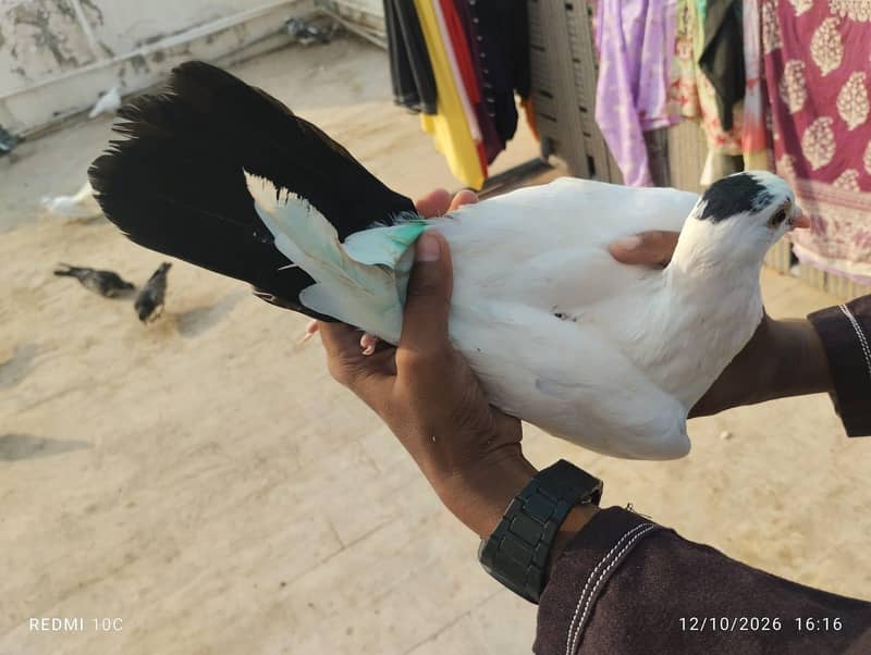 all pigeons 1