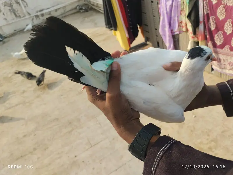 all pigeons — photo 2