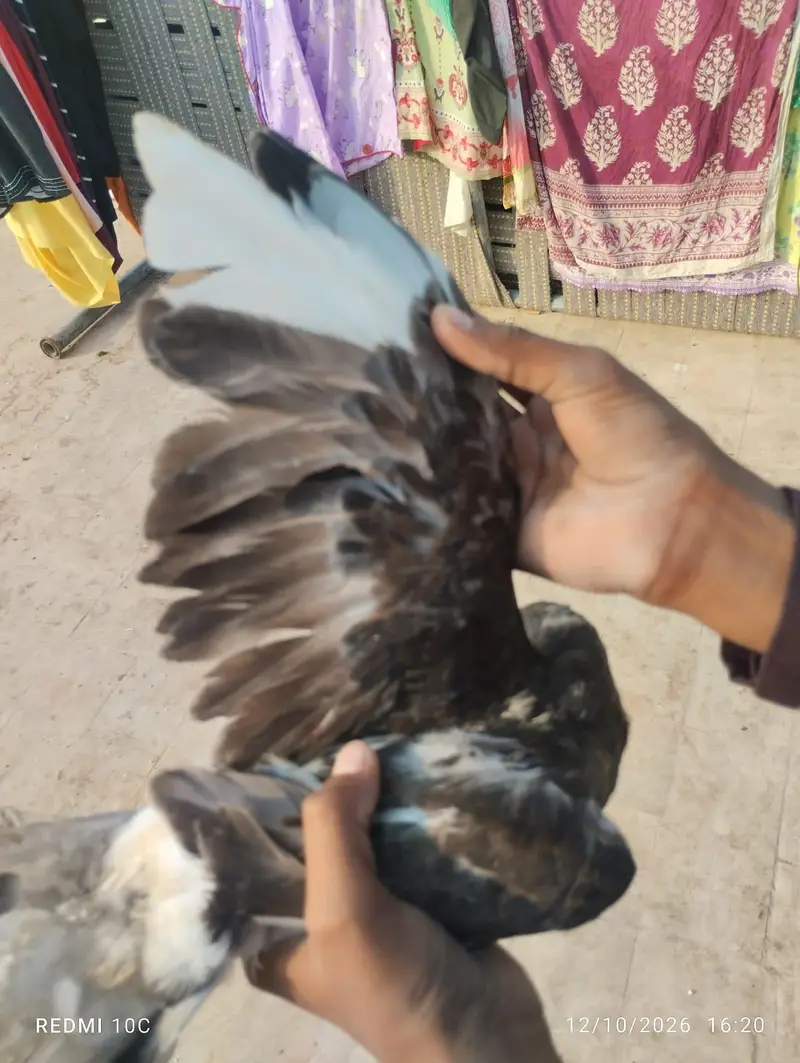 all pigeons — photo 3