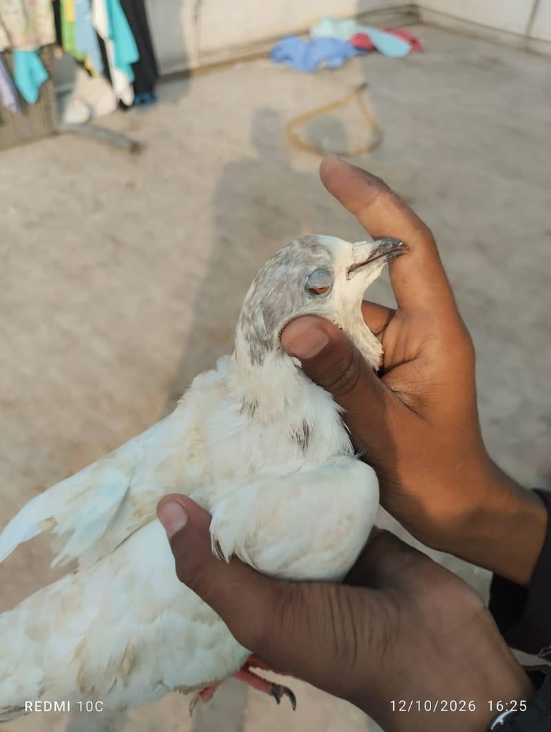 all pigeons 3