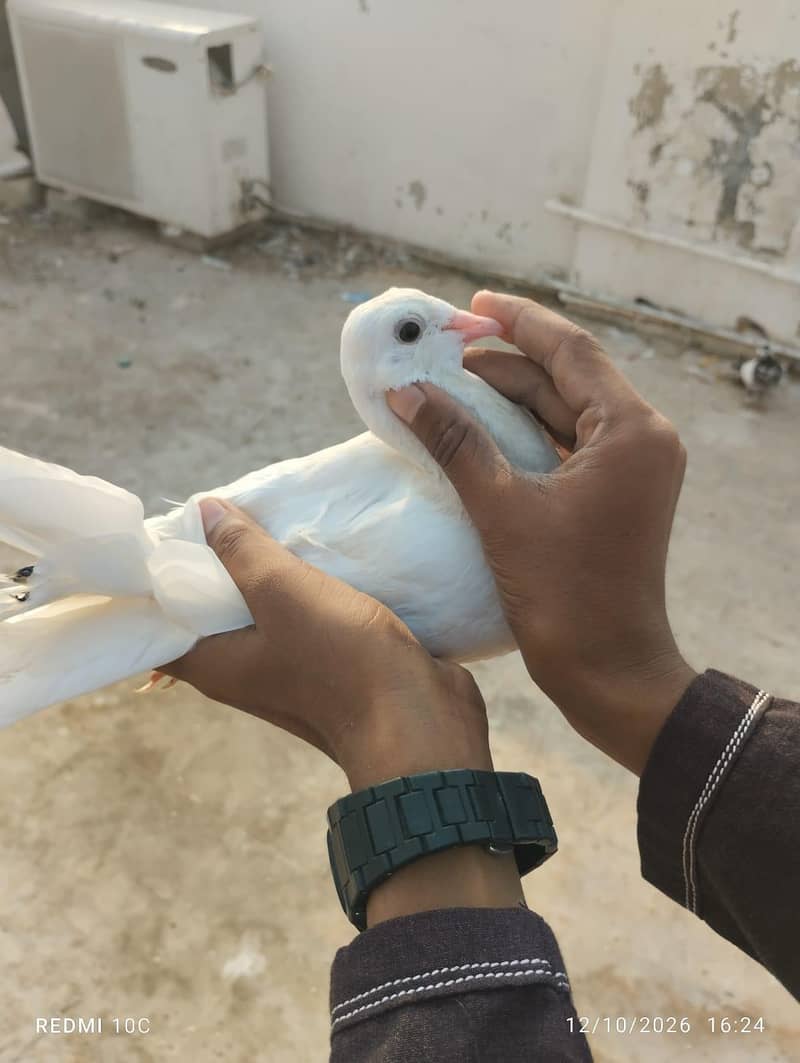 all pigeons 4