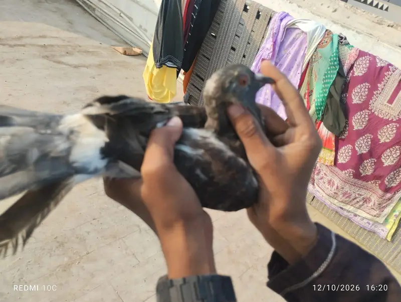 all pigeons — photo 7