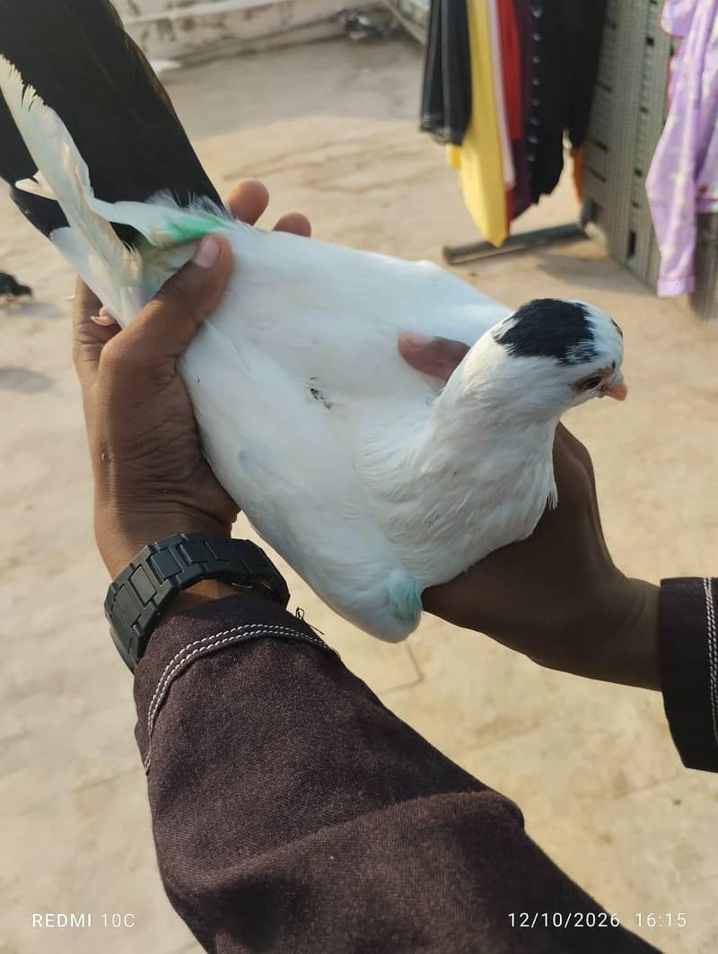 all pigeons 7