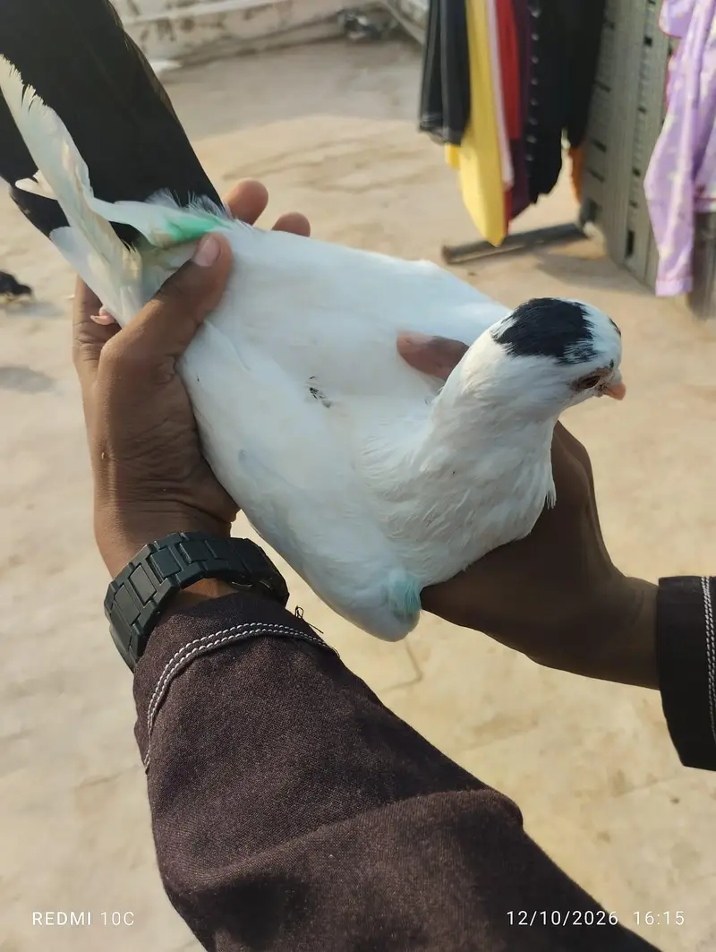 all pigeons — photo 8