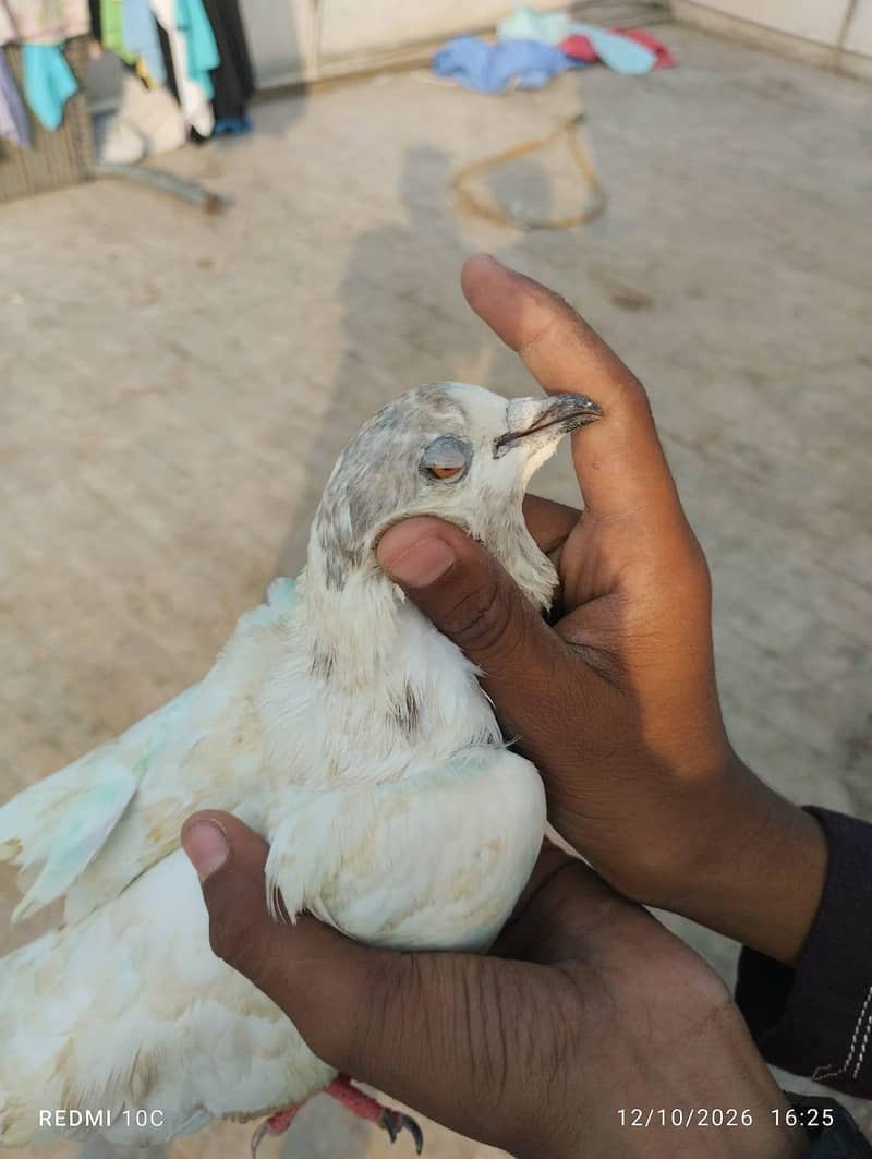 all pigeons 8
