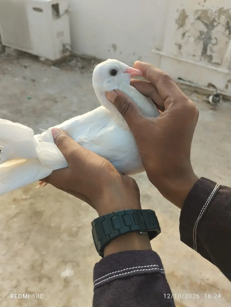 all pigeons — photo 10