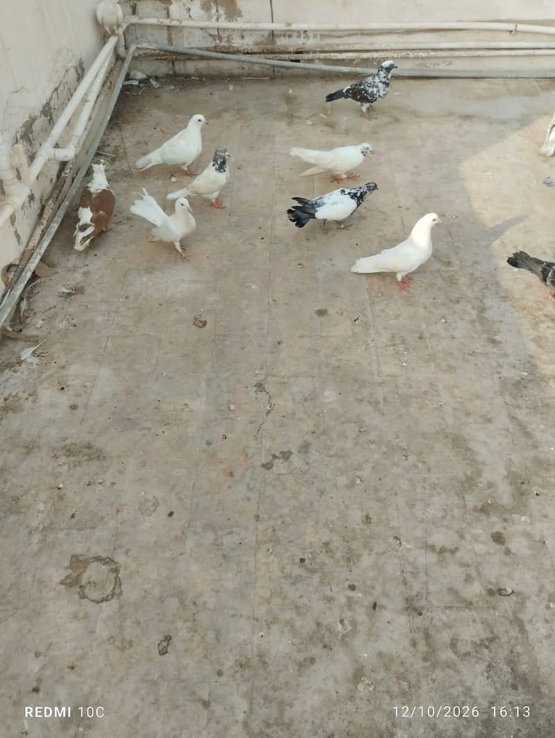 all pigeons 11
