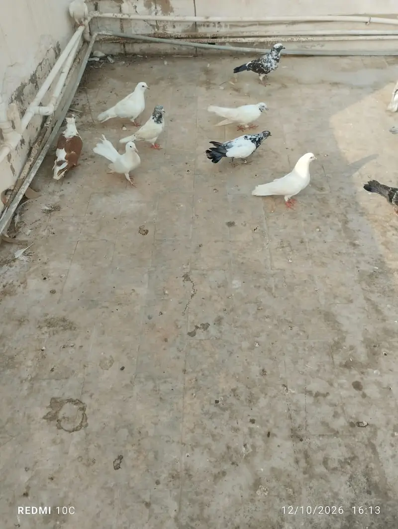 all pigeons — photo 12