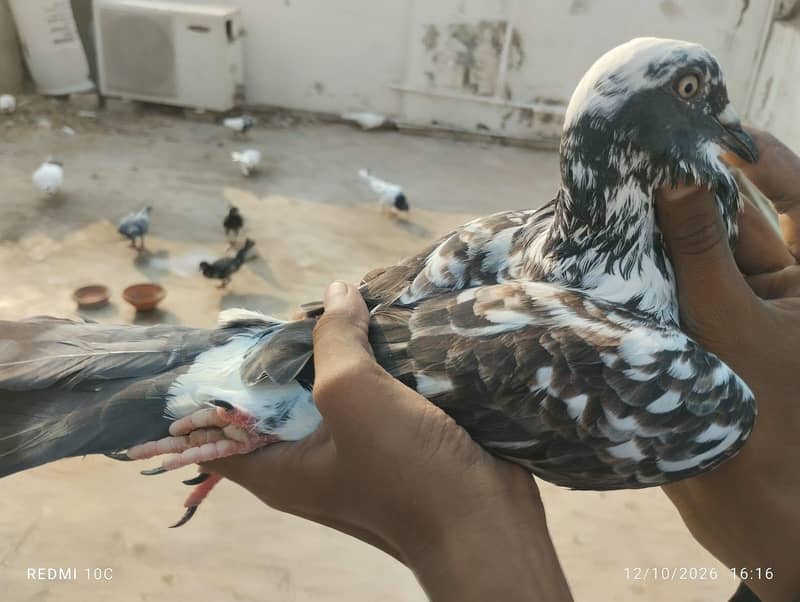 all pigeons 12