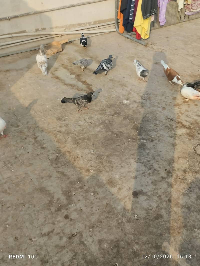 all pigeons 13