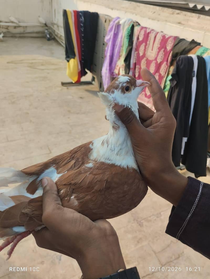 all pigeons 14