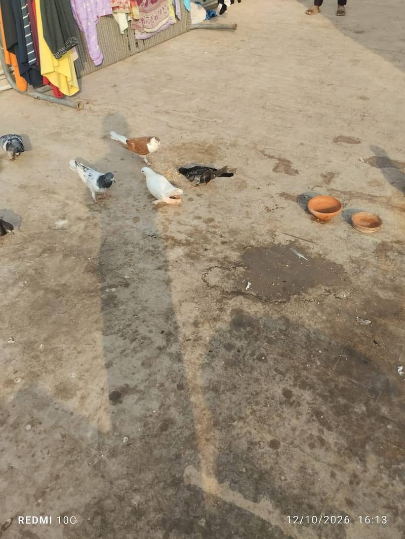 all pigeons 15