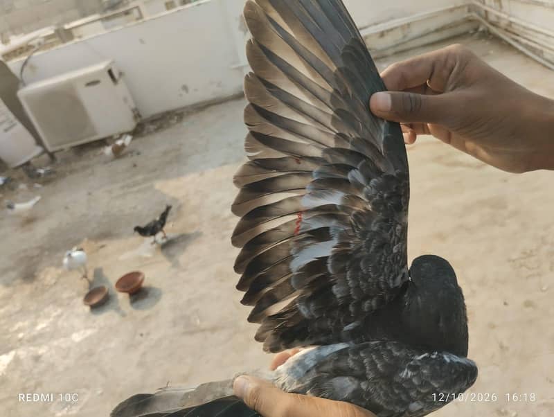 all pigeons 17