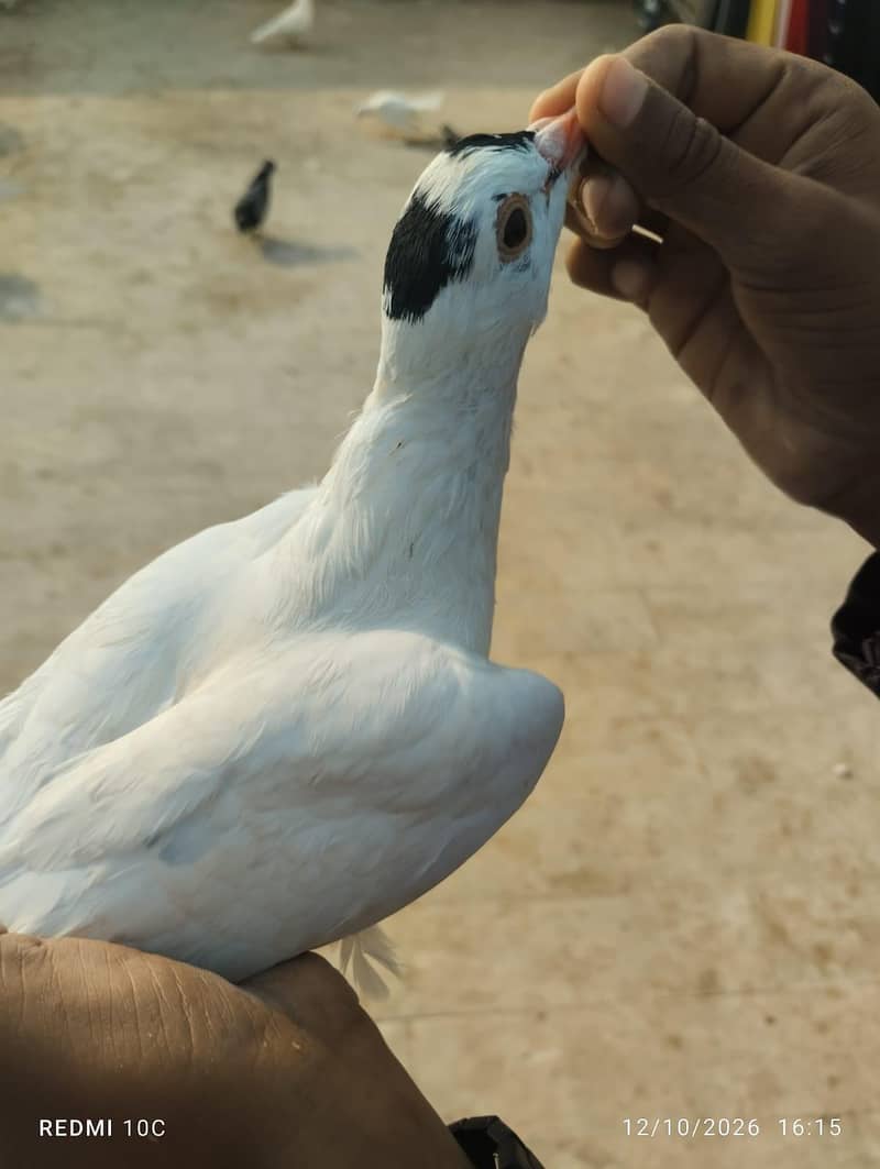all pigeons 18