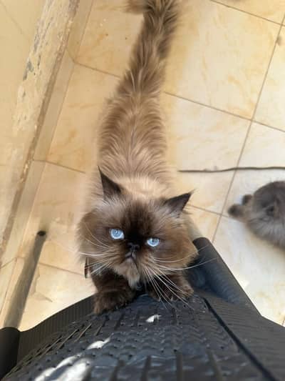 Himalayan Purebred Male Cat