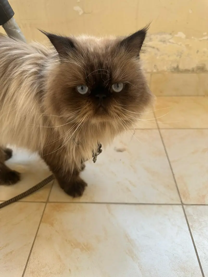 Himalayan Purebred Male Cat — photo 2