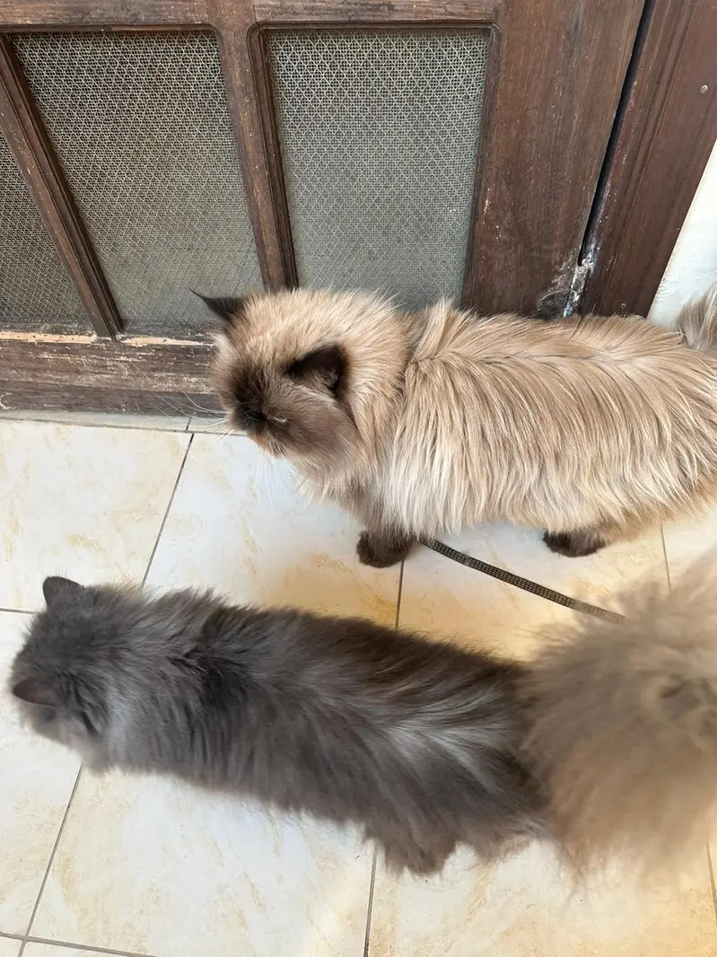 Himalayan Purebred Male Cat — photo 3